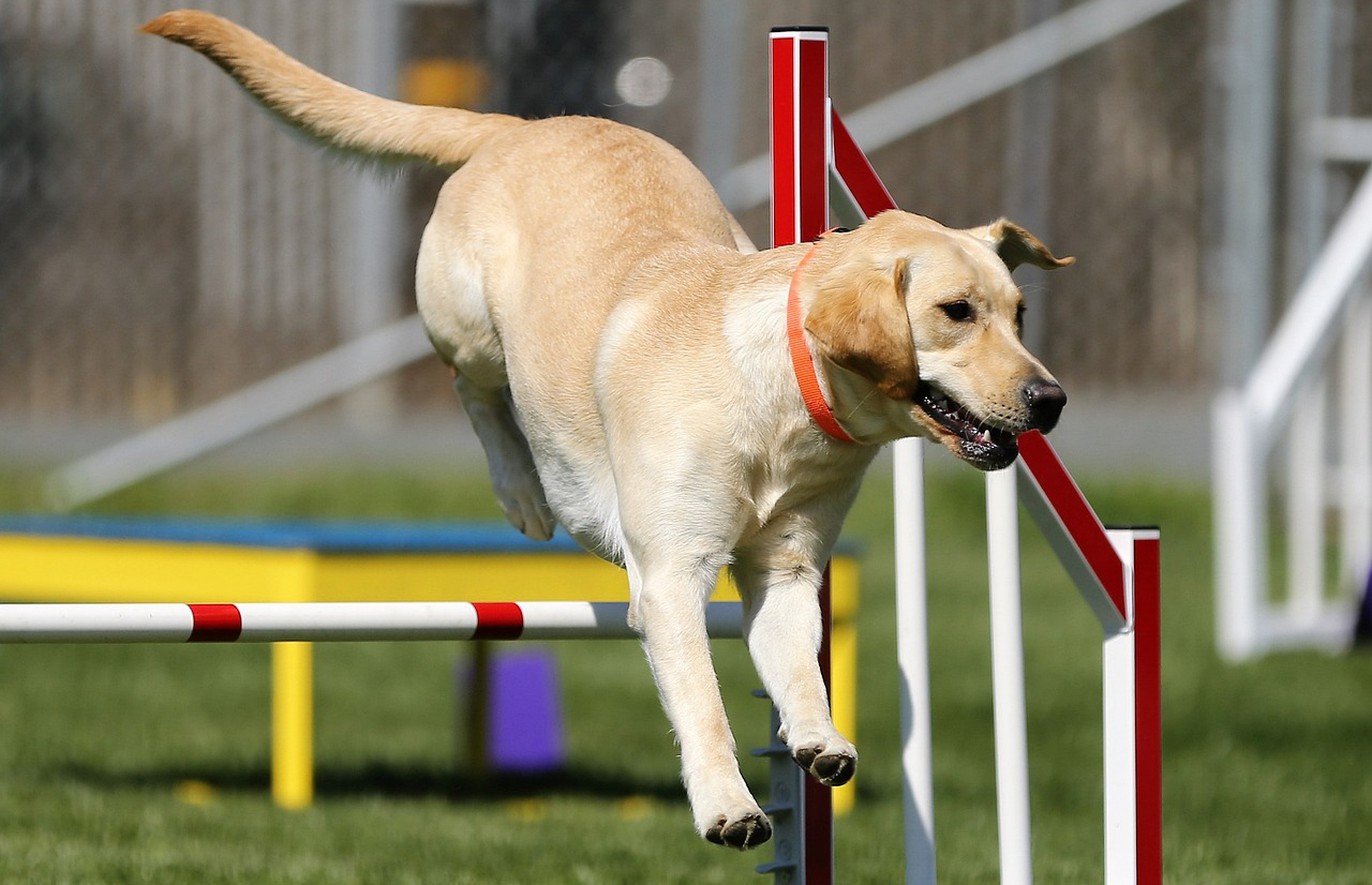 labrador retriever training